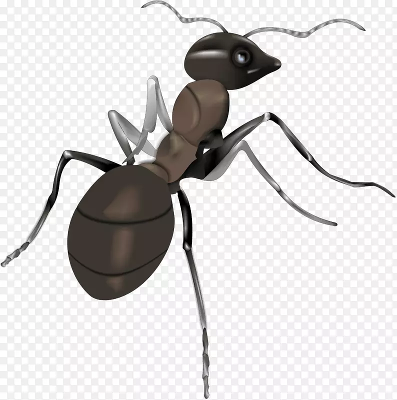 蚂蚁插图-蚂蚁