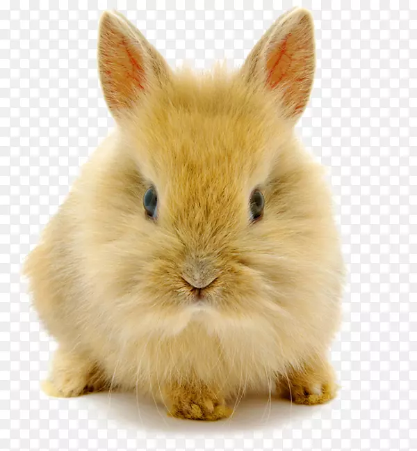 兔高清晰度视频图像分辨率壁纸-可爱的侏儒兔