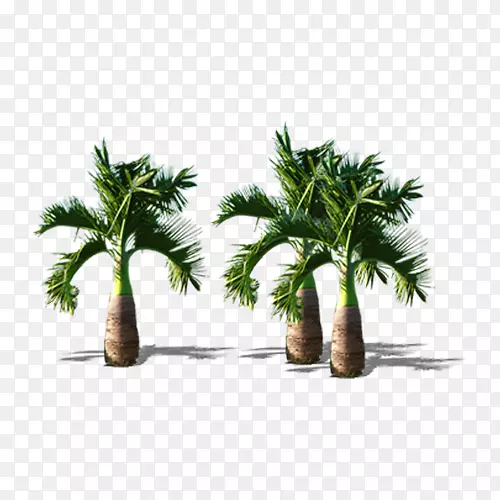 槟榔科椰子树-矮椰子树