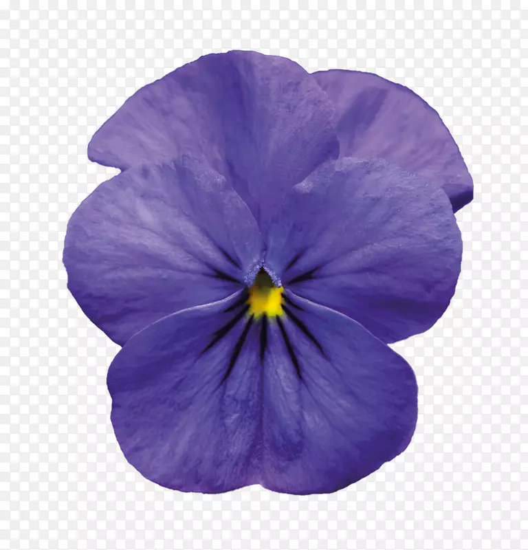 潘西紫-紫罗兰色