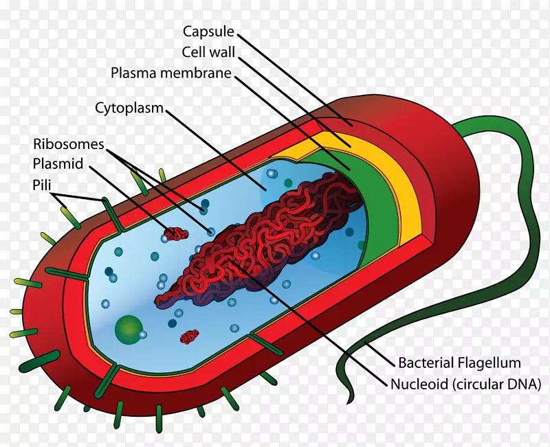 原核细菌细胞结构真核