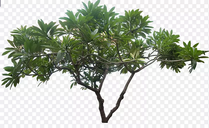 图像分辨率-丛林树PNG图片