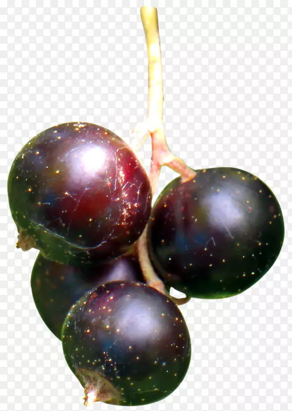 黑醋栗-黑醋栗浆果