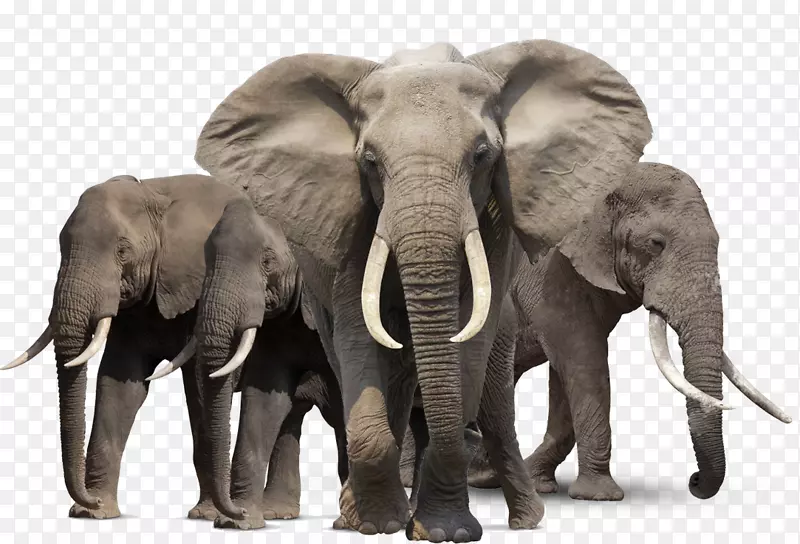 非洲灌木象亚洲象非洲森林象PNG HD