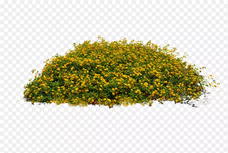 植物灌木-植物PNG图像