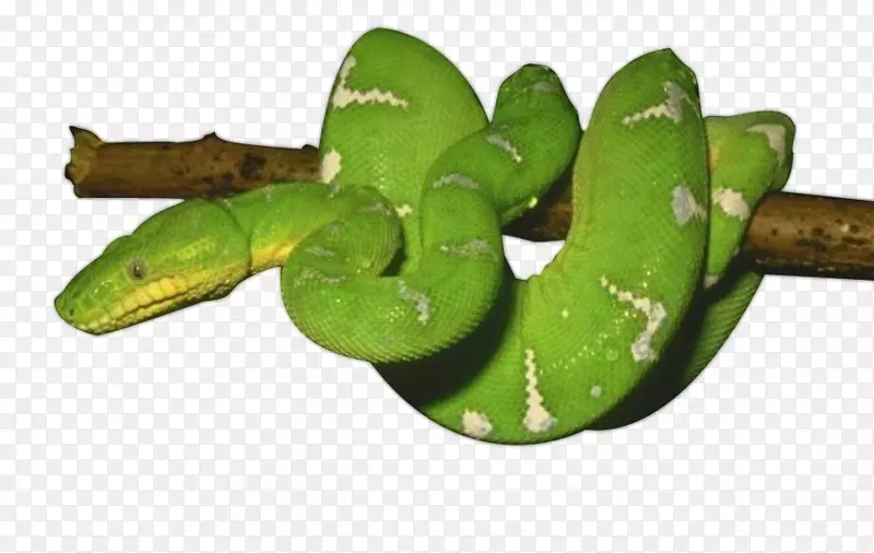 蛇爬行动物-绿蛇PNG照片