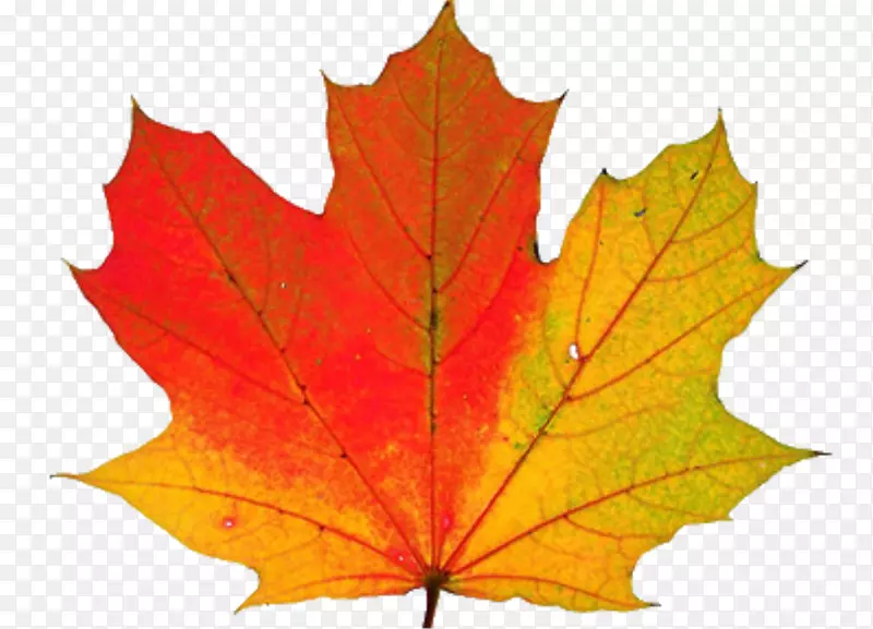 秋天的叶子颜色为什么会改变颜色？剪贴画-感恩节透明PNG