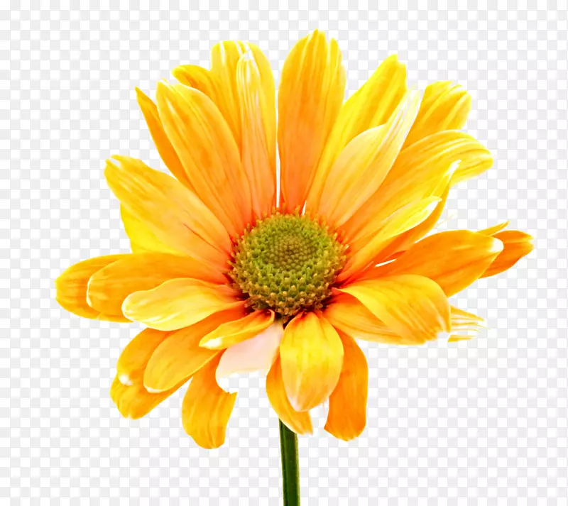 花卉图像文件格式-彩色花卉PNG照片