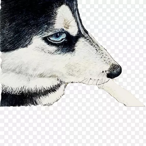 西伯利亚哈士奇阿拉斯加马拉默特萨哈林哈士奇加拿大爱斯基摩犬阿拉斯加克莱凯哈斯基凝视手绘