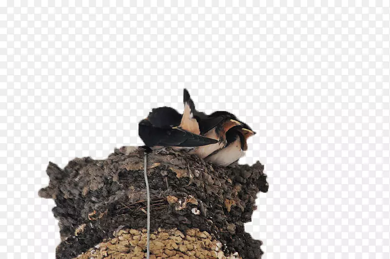 燕窝食用鸟巢-大鸟巢