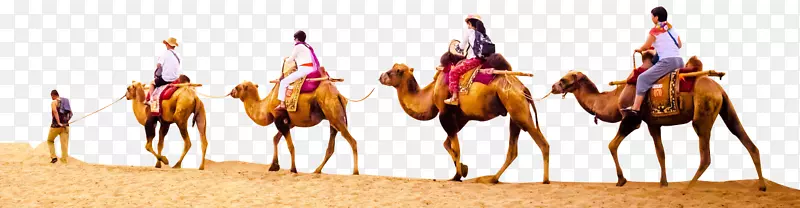 骆驼沙漠旅行
