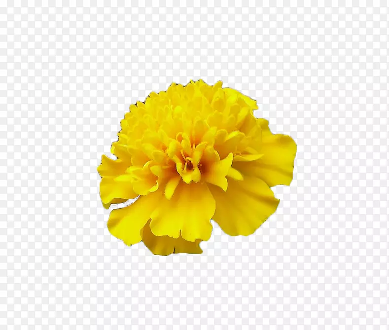 墨西哥金盏花-黄色万寿菊
