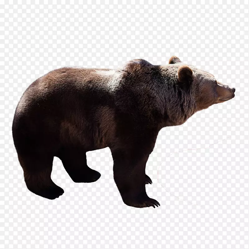 棕熊北极熊摄影-灰熊