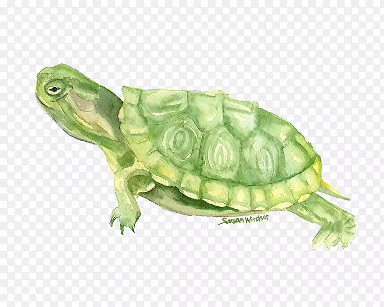海龟水彩画