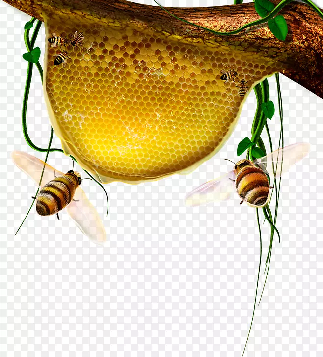 蜂巢卡通蜜蜂-蜂蜜