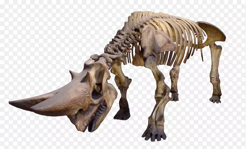 犀牛骨骼-恐龙骨骼