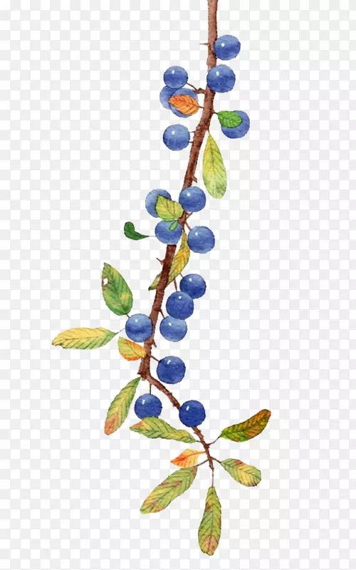 蓝莓水果水彩蓝莓