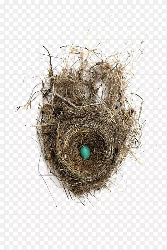 食用鸟巢鸟蛋创意巢
