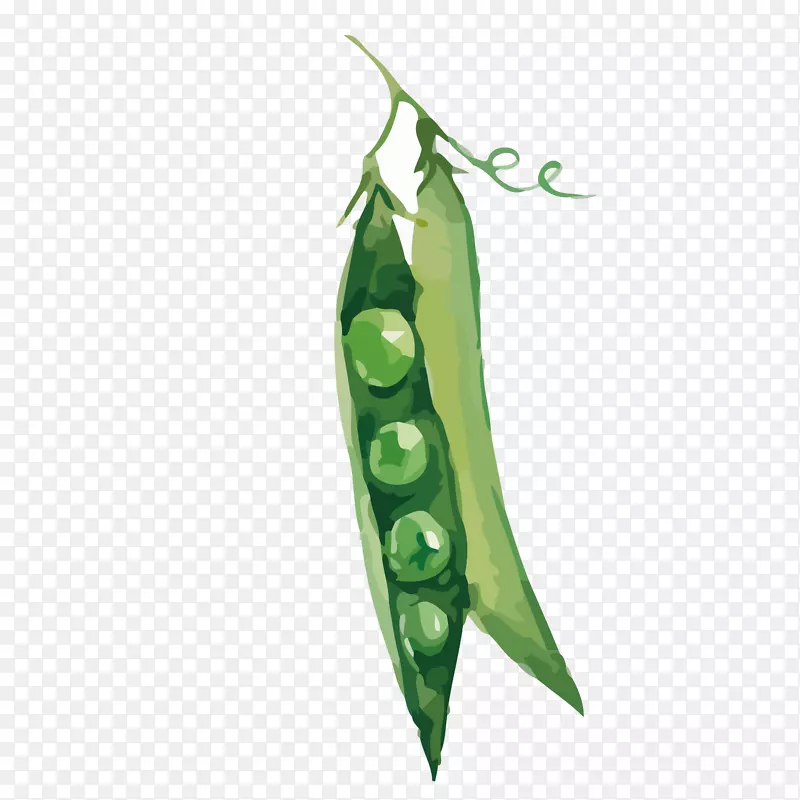 雪豌豆绿豆蔬菜豌豆荚图