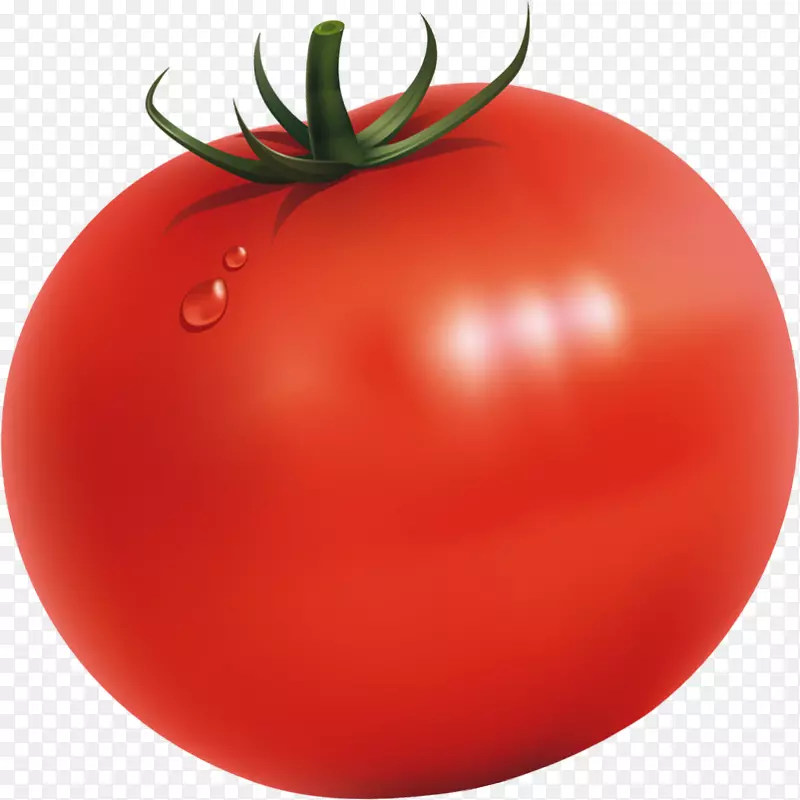 李子番茄灌木丛番茄食品u852cu679c-番茄