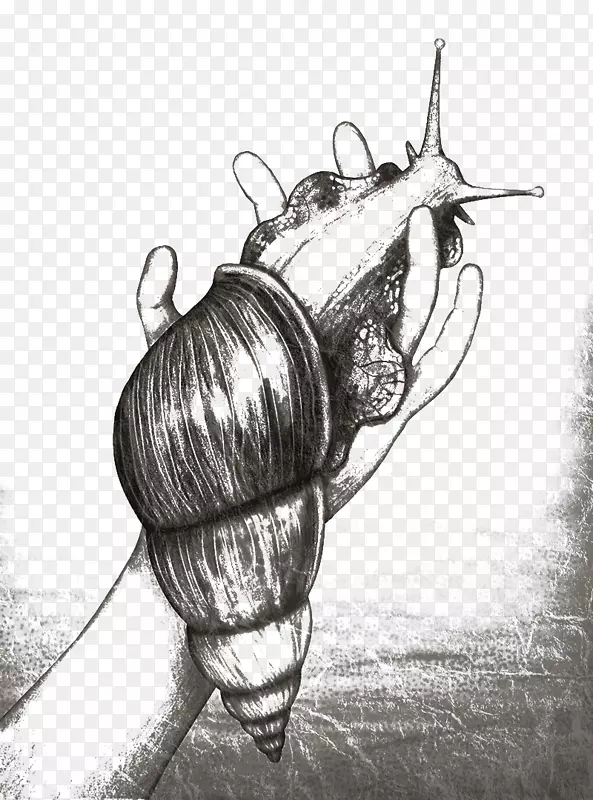 蜗牛正交圈素描-手和蜗牛