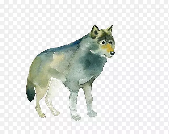 灰狼红狐水彩画-狼