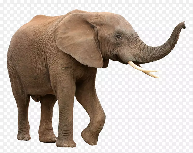 非洲灌木象，亚洲象，非洲森林象-象