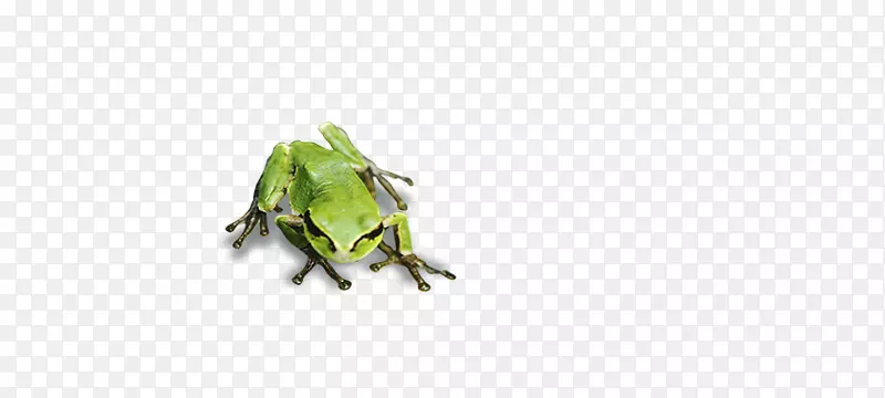 树蛙绿色图案-青蛙