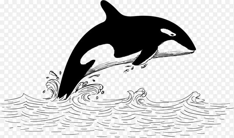 图库西须鲸虎鲸-白鲸