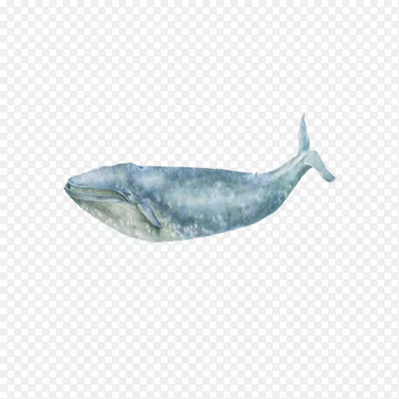 蓝鲸海洋-海洋鲸鱼