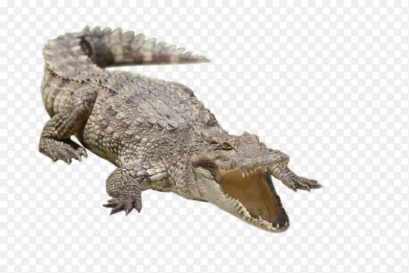 尼罗河鳄鱼，短吻鳄，暹罗鳄鱼，淡水鳄鱼-鳄鱼的嘴