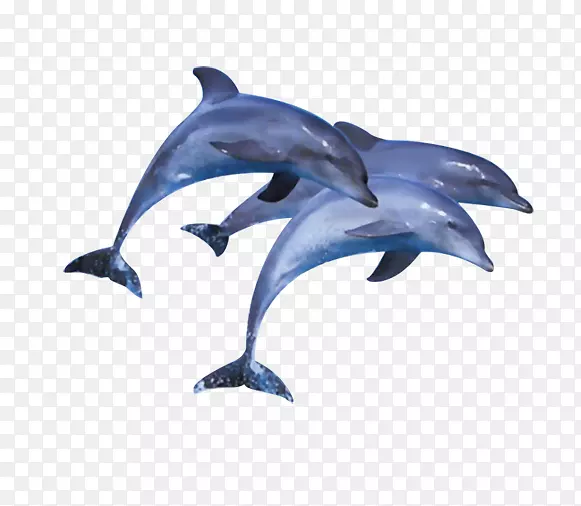 短喙普通海豚