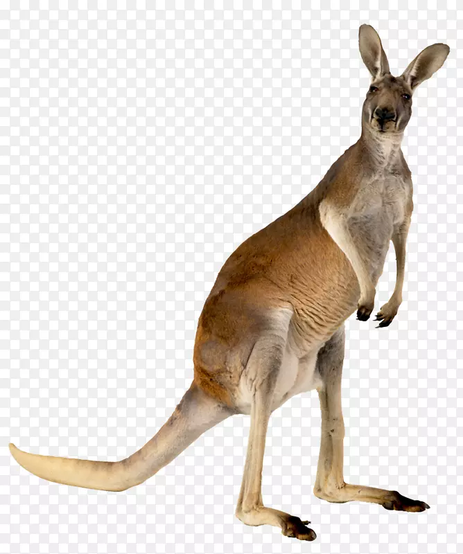 澳大利亚袋鼠动物-袋鼠，动物