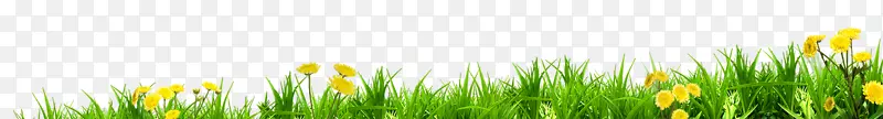 草甸草坪能量麦草阳光草