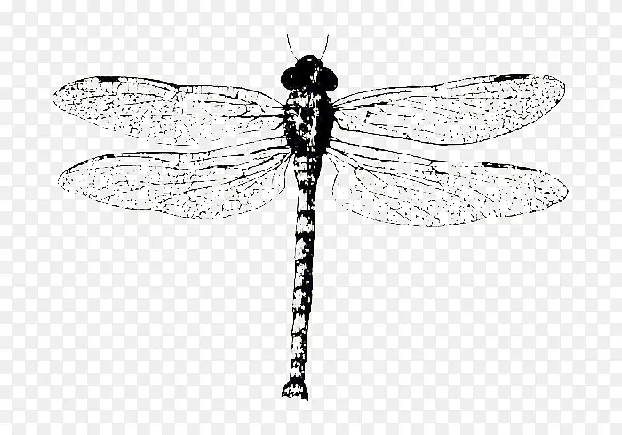 单色黑白蜻蜓标本