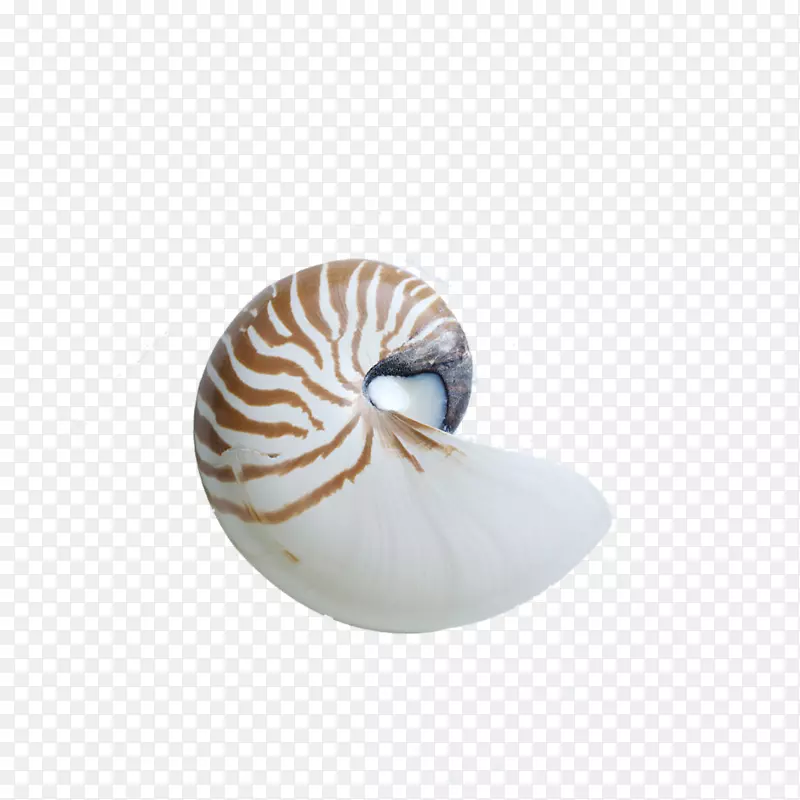海蜗牛腹足类贝壳螺