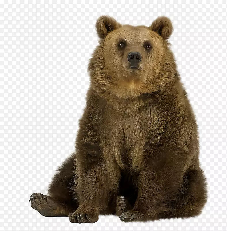 棕熊北极熊亚洲黑熊东方黑熊摄影-坐棕熊