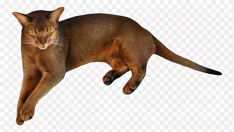 哈瓦那棕色小猫科宠物猫