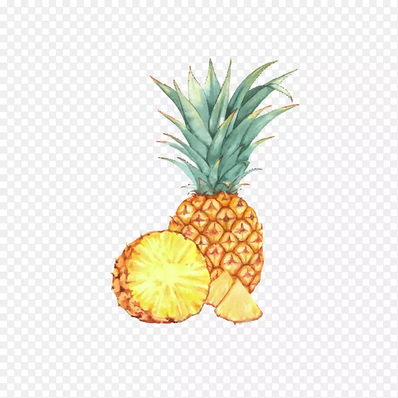 水彩画水果画插图.菠萝