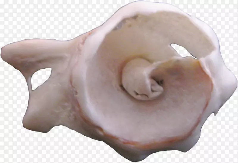 猪耳山哈海螺-外星海螺