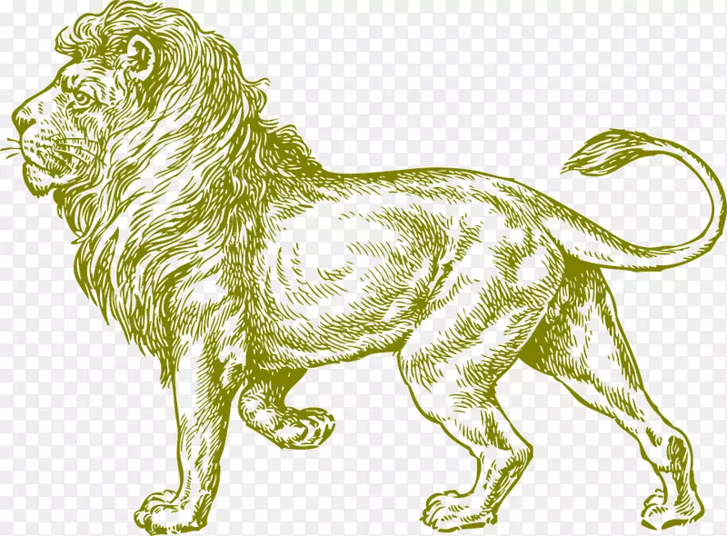 白狮黑白剪贴画-狮子、动物、野生动物