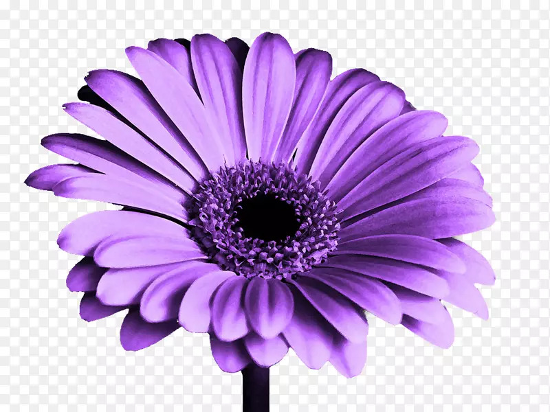 紫色高清晰度电视5k分辨率4k分辨率壁纸紫色菊花