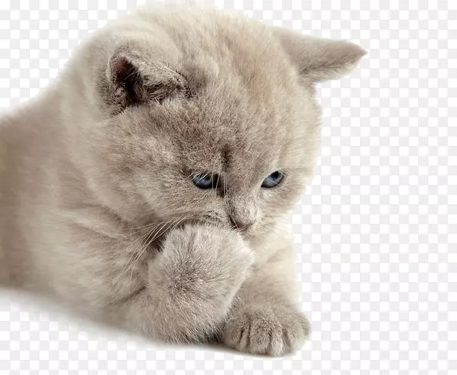 英国速记英国半长毛夏特罗苏格兰褶皱猫可爱的灰色小猫