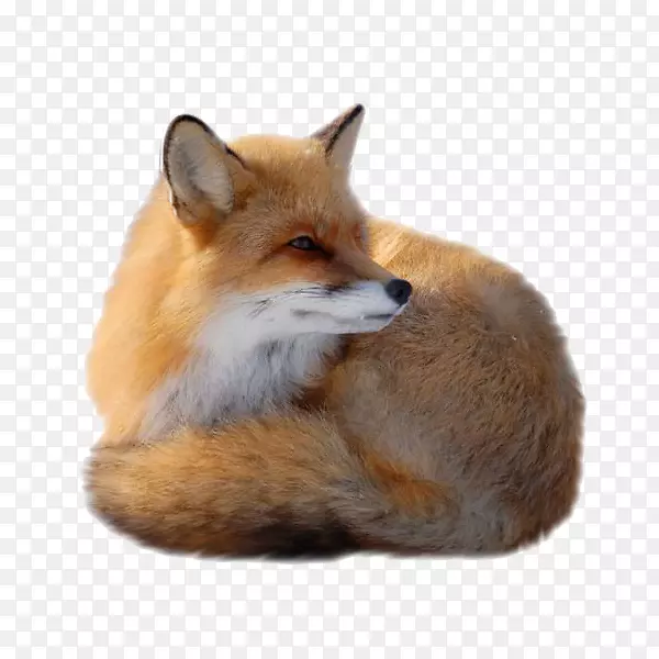 狐狸犬科剪贴画-可爱的狐狸