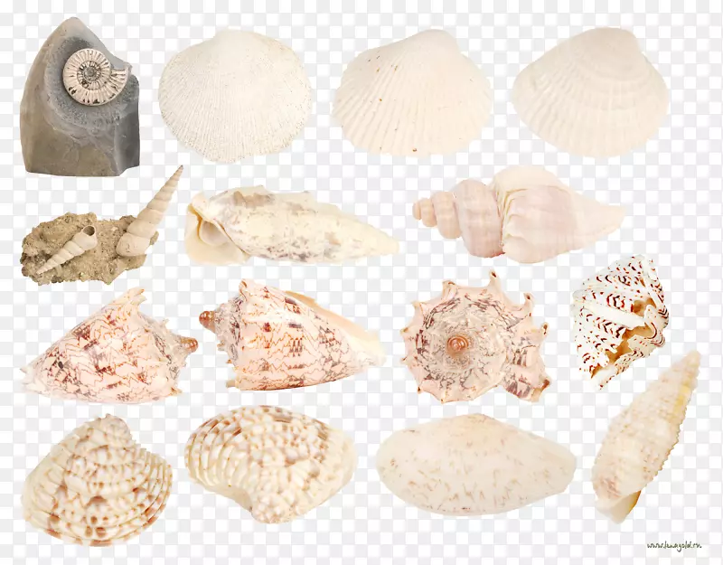 贝壳海螺海洋剪贴画-扇贝海螺收藏