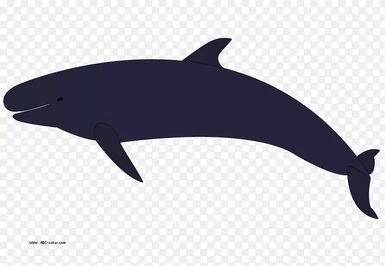 虎鲸头盖骨座头鲸剪贴画.第8名鲸类