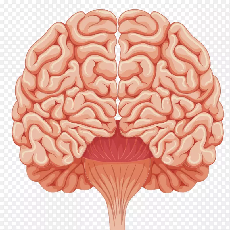 人脑插图-人脑