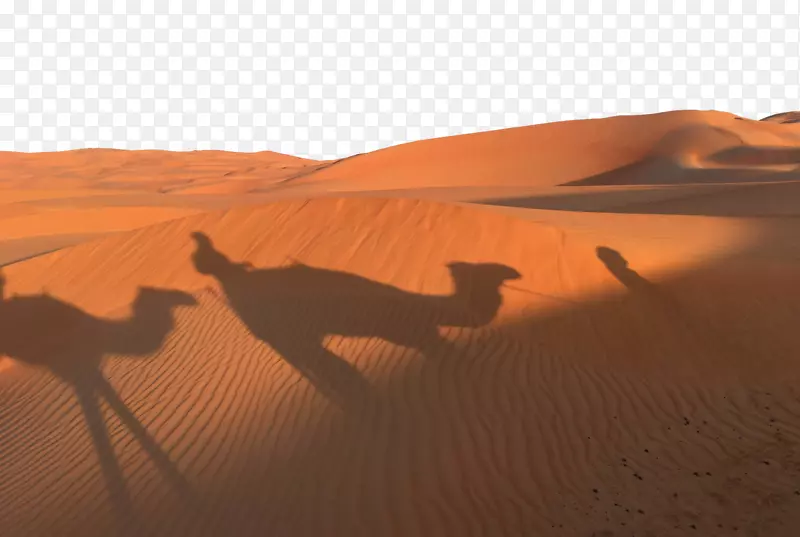 撒哈拉沙漠-金色沙漠日落骆驼影子