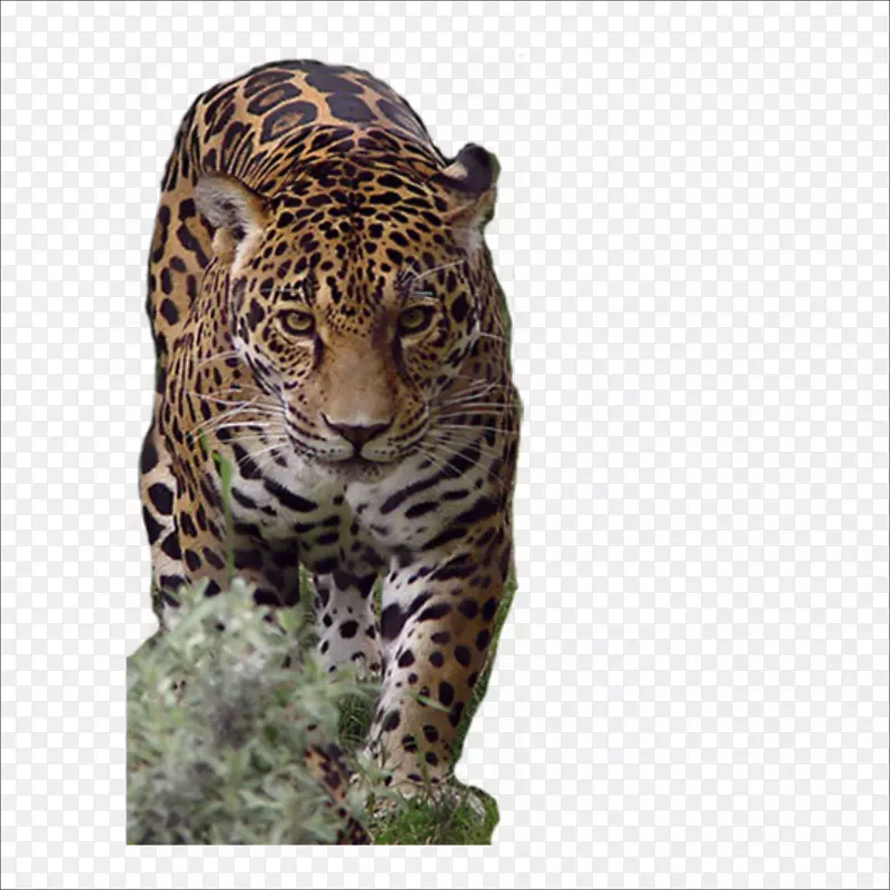 非洲豹虎
