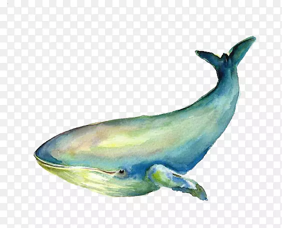 须鲸蓝鲸插图-鲸鱼